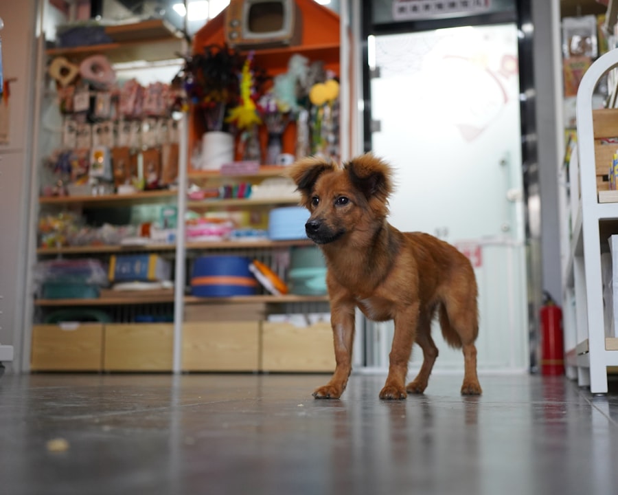 Urban Tails — Century Village